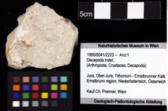 Foto (Objket + Etiketten) von Decapoda indet. 